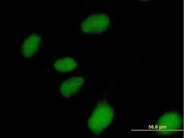 Anti-NUBP1 antibody produced in mouse