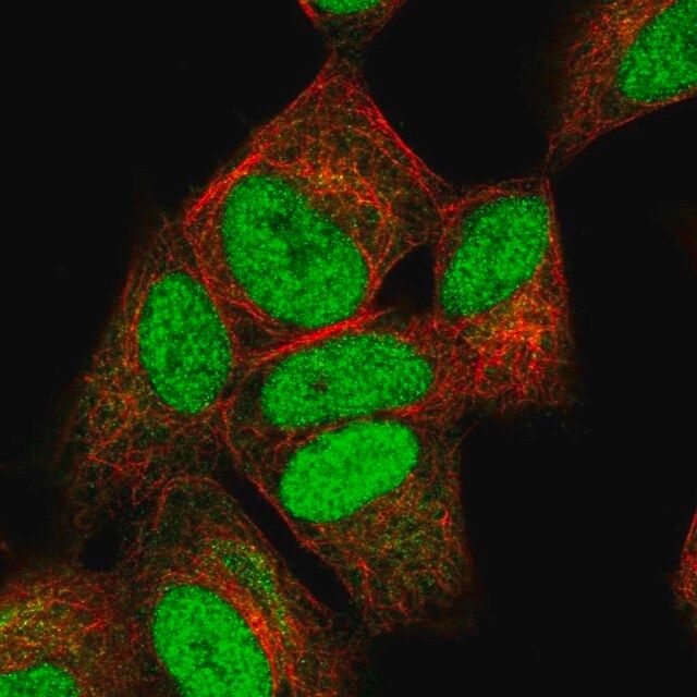 Anti-NUCKS1 antibody produced in rabbit