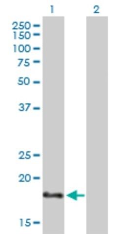 Anti-NHLH1 antibody produced in mouse