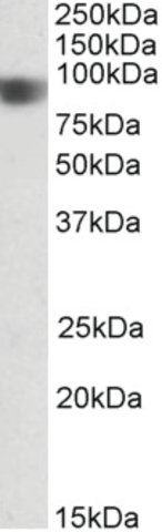 Anti-NOD1 (C-terminal) antibody produced in goat