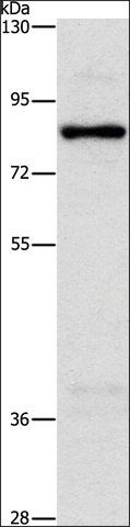 Anti-NOL9 antibody produced in rabbit