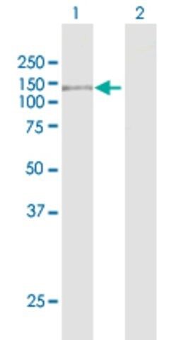 Anti-NOD2 antibody produced in rabbit