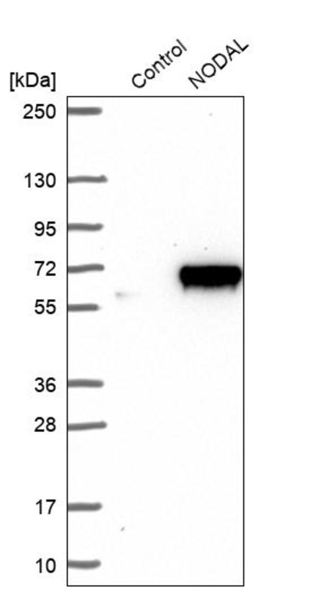 Anti-NODAL antibody produced in rabbit