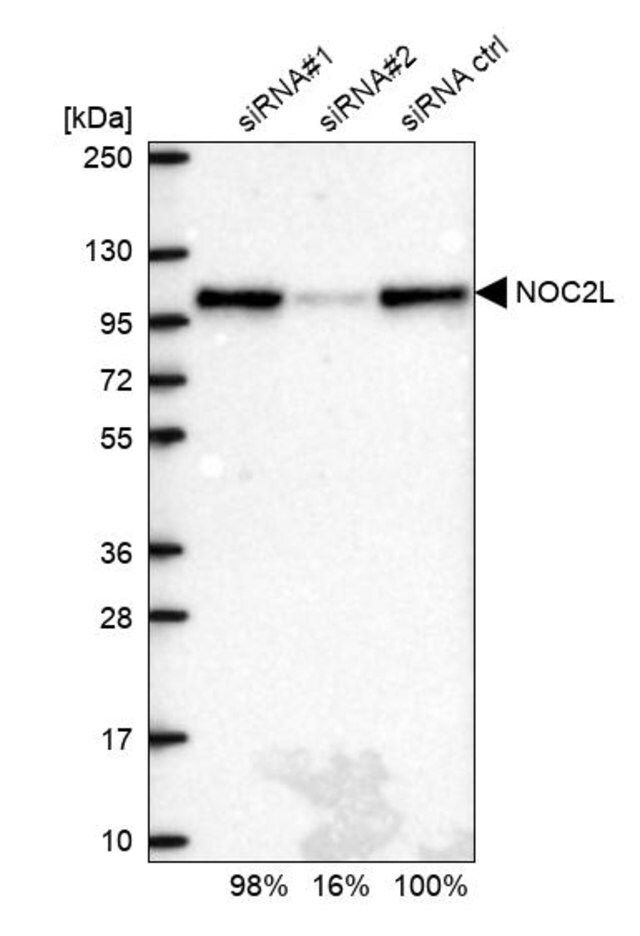 Anti-NOC2L antibody produced in rabbit