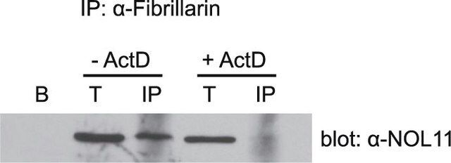 Anti-NOL11 antibody produced in rabbit