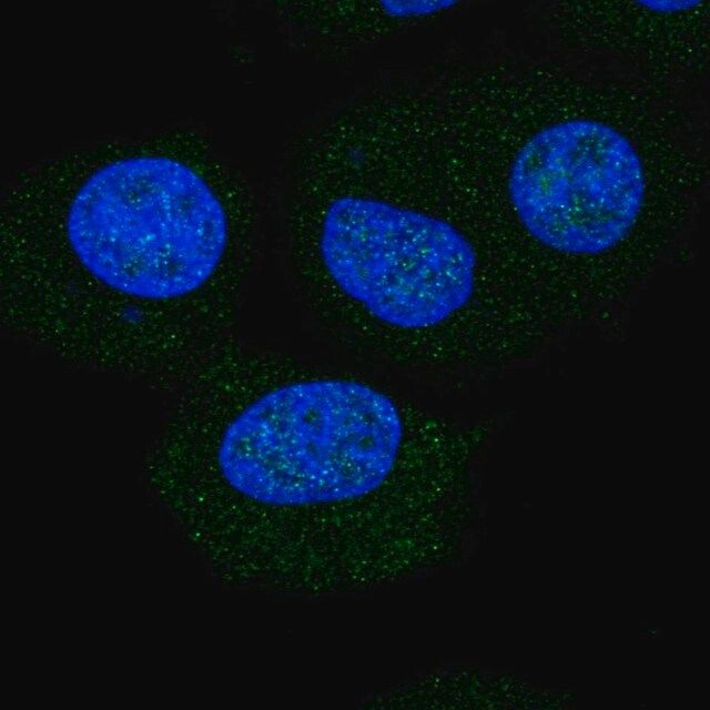 Anti-NOL6 antibody produced in rabbit