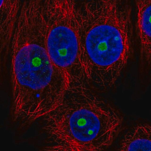 Anti-NOC2L antibody produced in rabbit