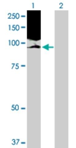 Anti-NOLC1 antibody produced in rabbit