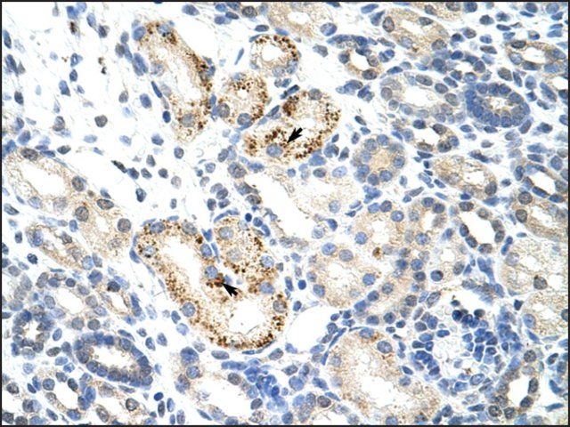 Anti-NOC4L antibody produced in rabbit