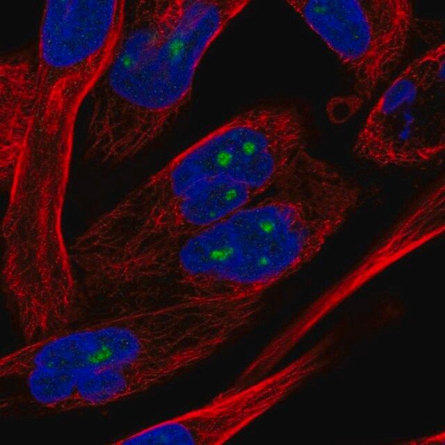 Anti-NOL10 antibody produced in rabbit