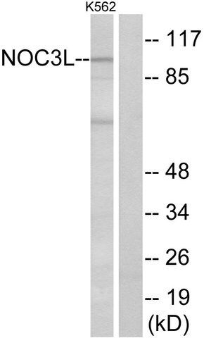 Anti-NOC3L antibody produced in rabbit