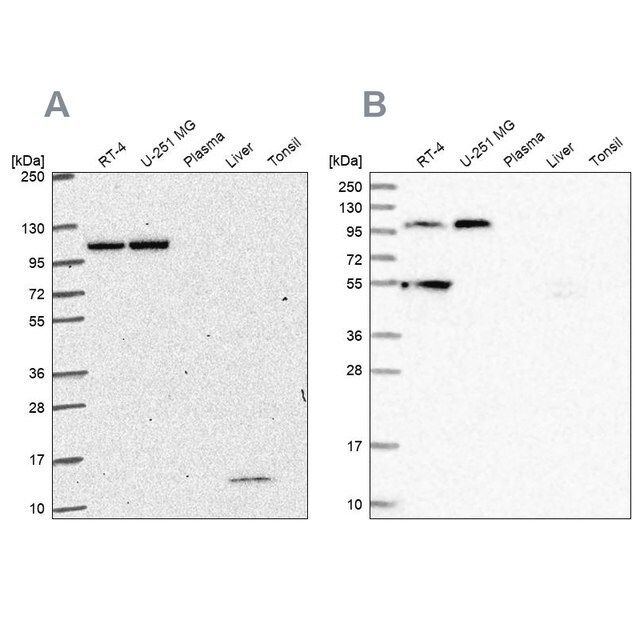 Anti-NOD2 antibody produced in rabbit