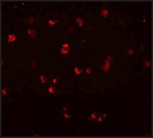 Anti-NOD3 antibody produced in rabbit