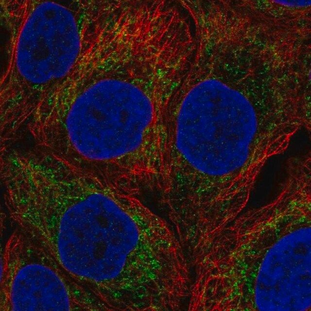 Anti-NOD1 antibody produced in rabbit