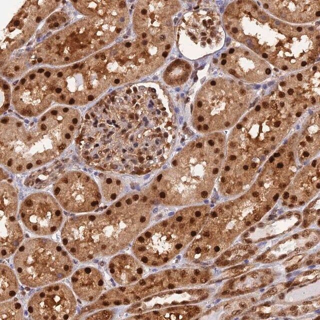 Anti-NPEPL1 antibody produced in rabbit