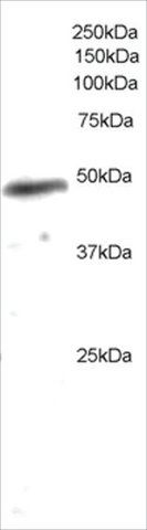 Anti-NCF1/P47PHOX antibody produced in goat