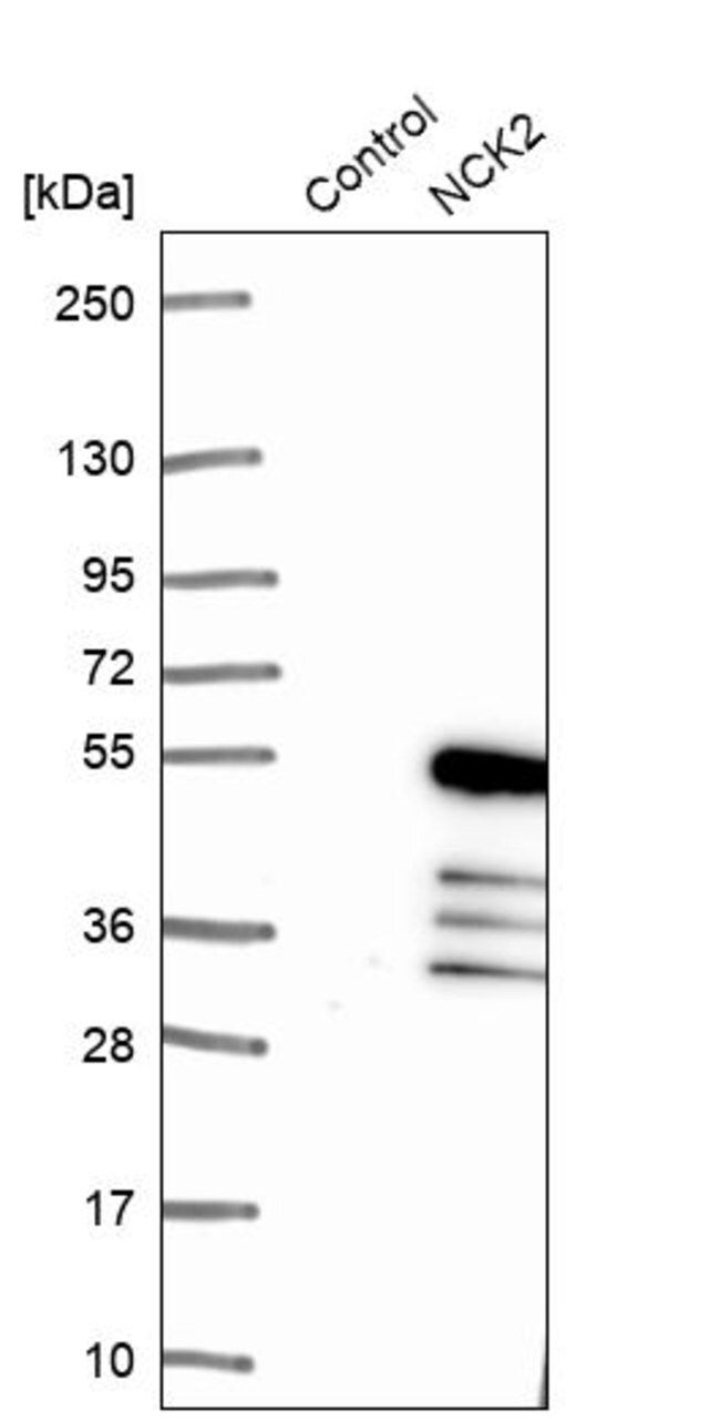 Anti-NCK2 antibody produced in rabbit