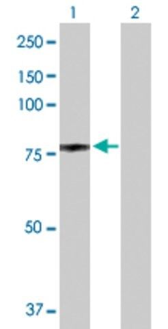 Anti-NCL antibody produced in rabbit