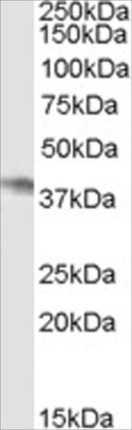 Anti-NCF4/P40PHOX antibody produced in goat