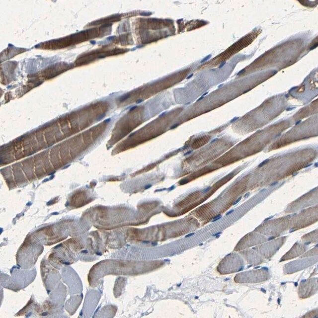 Anti-NCMAP antibody produced in rabbit