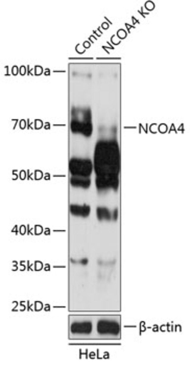 Anti-NCOA4 antibody produced in rabbit