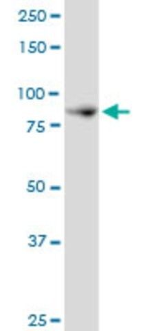 Anti-NCKIPSD antibody produced in mouse