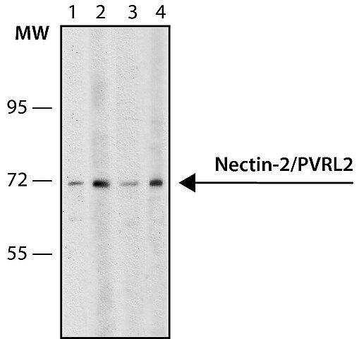 Anti-Nectin-2/PVRL2 antibody, Mouse monoclonal