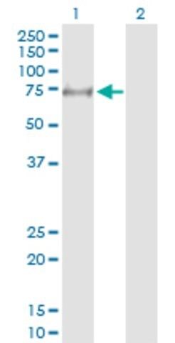 Anti-MYLK2 antibody produced in rabbit