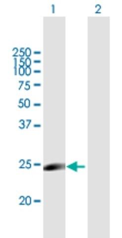 Anti-MYLC2PL antibody produced in mouse