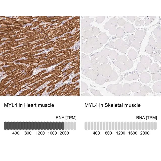 Anti-MYL4 antibody produced in rabbit