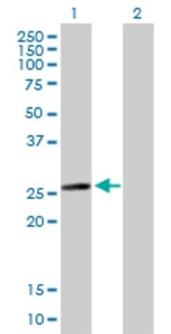 Anti-MYL6B antibody produced in mouse