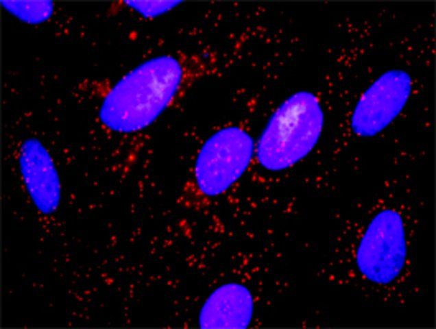 Anti-MYLK antibody produced in rabbit