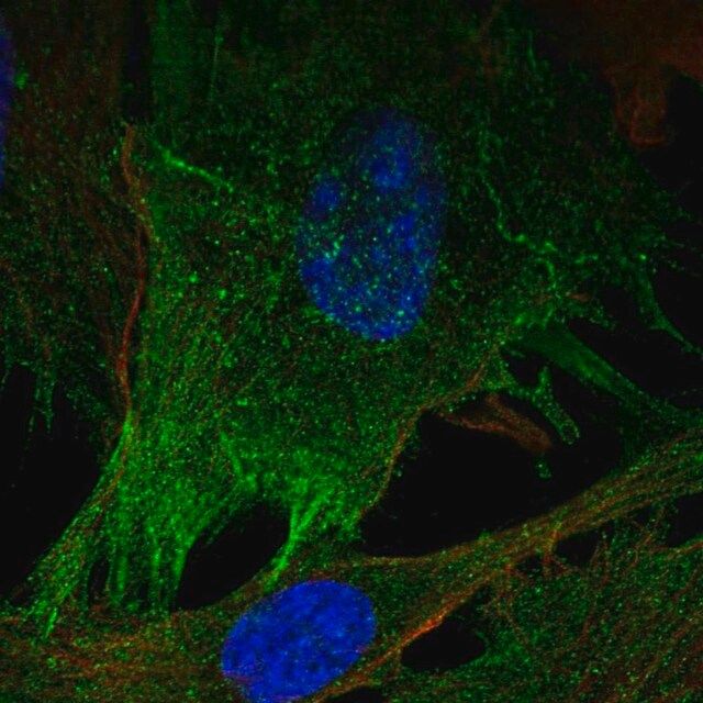 Anti-MYLK antibody produced in rabbit