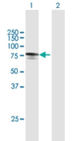 Anti-MYLK2 antibody produced in mouse