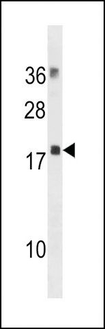 ANTI-MYL12B (N-TERM) antibody produced in rabbit