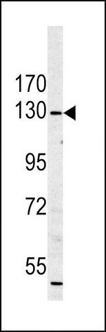 ANTI-MYO1A (CENTER S291) antibody produced in rabbit