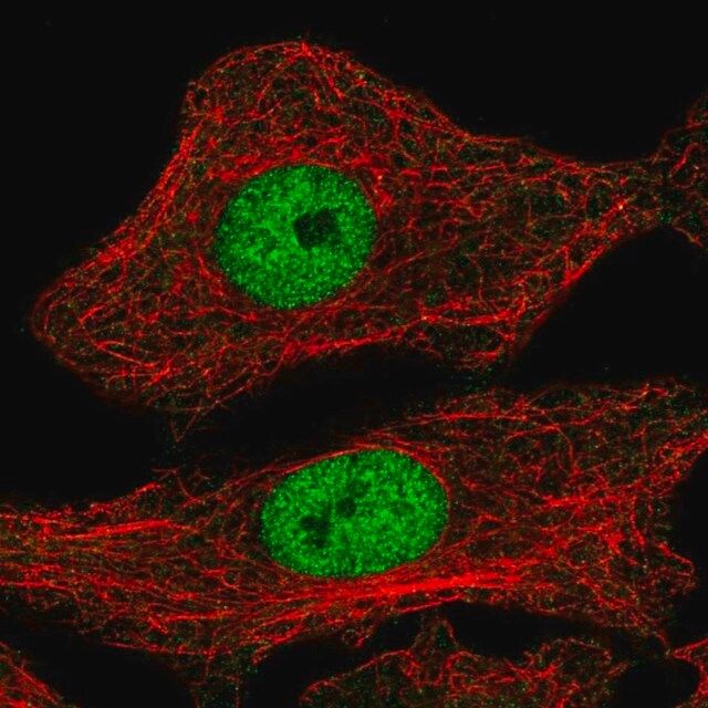 Anti-MYPOP antibody produced in rabbit