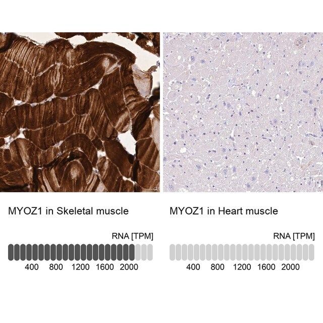 Anti-MYOZ1 antibody produced in rabbit