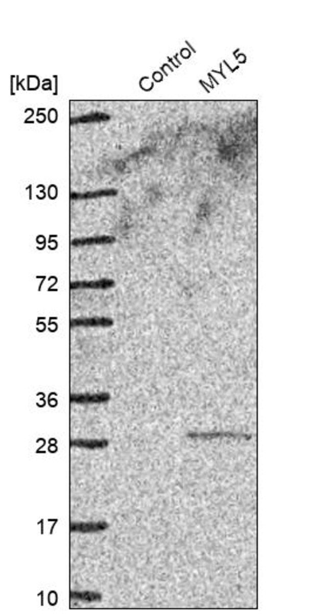 Anti-MYL5 antibody produced in rabbit