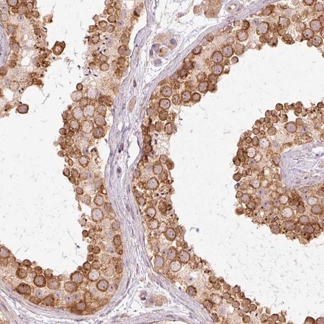 Anti-MZT2A antibody produced in rabbit