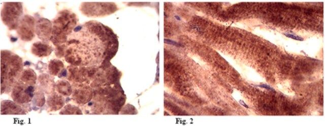 Anti-Myosin XIX (Myo19) Antibody