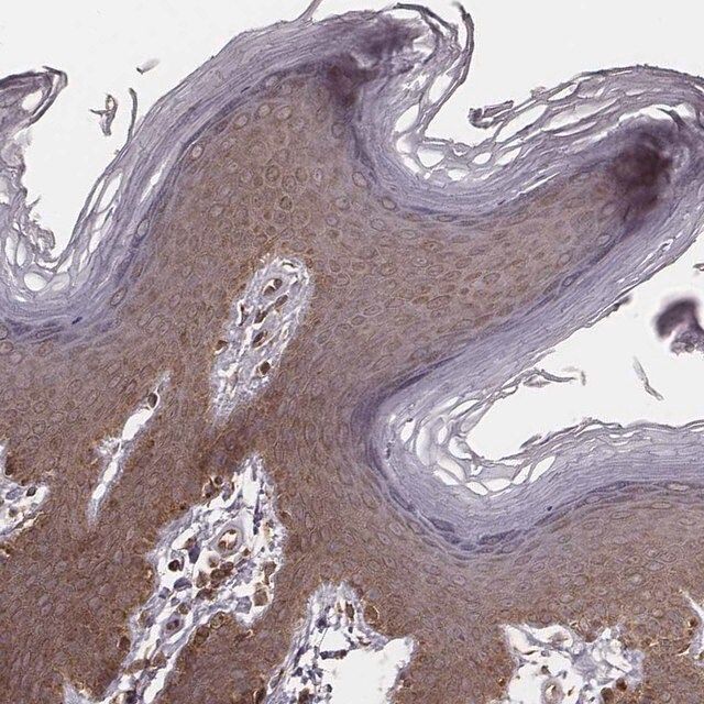 Anti-MYO19 antibody produced in rabbit