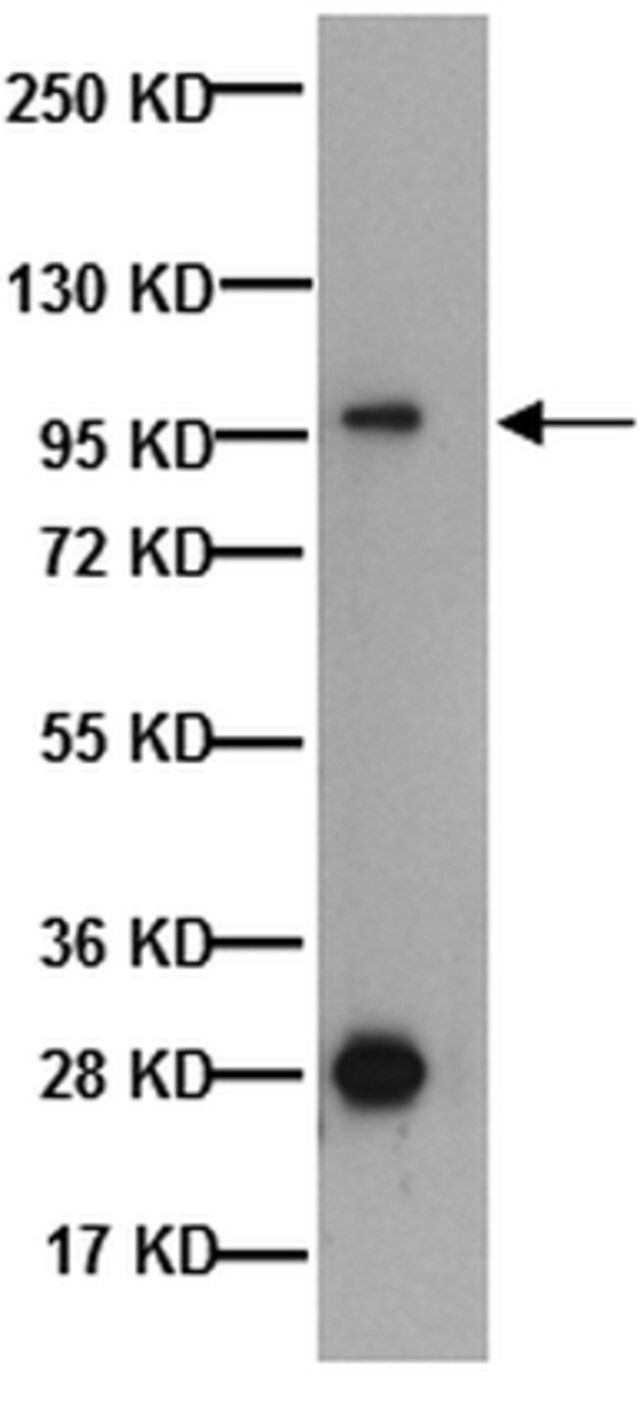 Anti-Na+/H+ Exchanger-1 Antibody, CT, clone 4E9