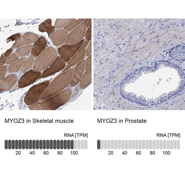 Anti-MYOZ3 antibody produced in rabbit