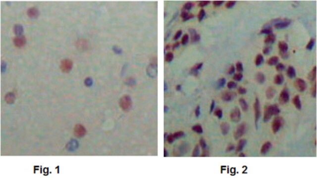 Anti-N-CoR1, clone 7A7A9 Antibody