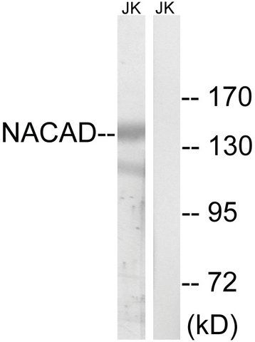 Anti-NACAD antibody produced in rabbit