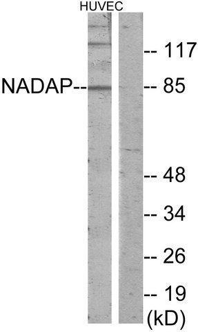 Anti-NADAP antibody produced in rabbit