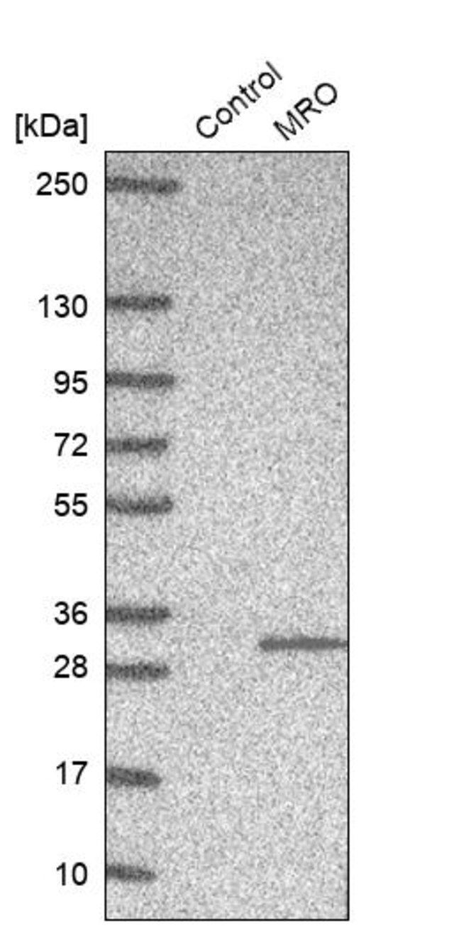 Anti-MRO antibody produced in rabbit