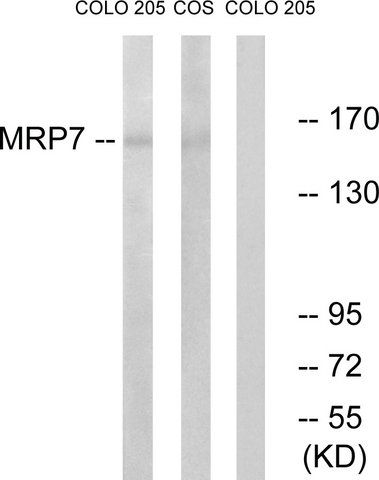 Anti-MRP7 antibody produced in rabbit