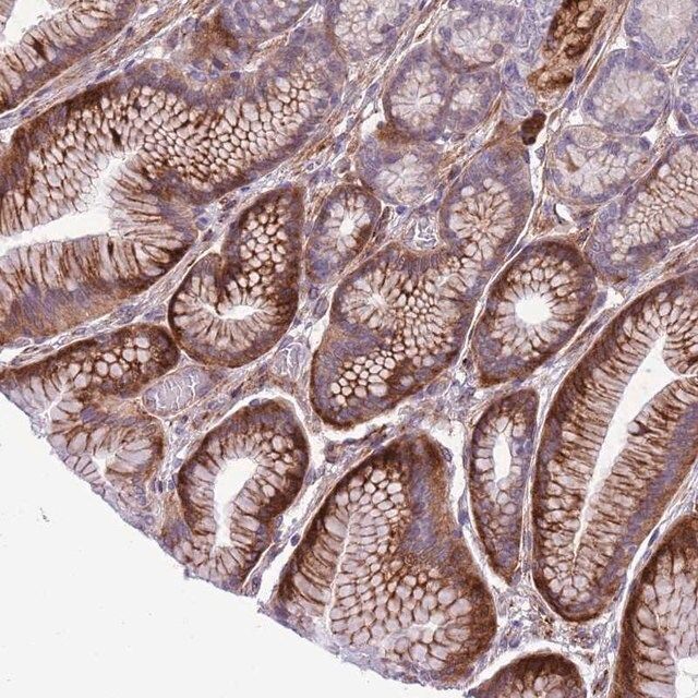 Anti-MRPL32 antibody produced in rabbit